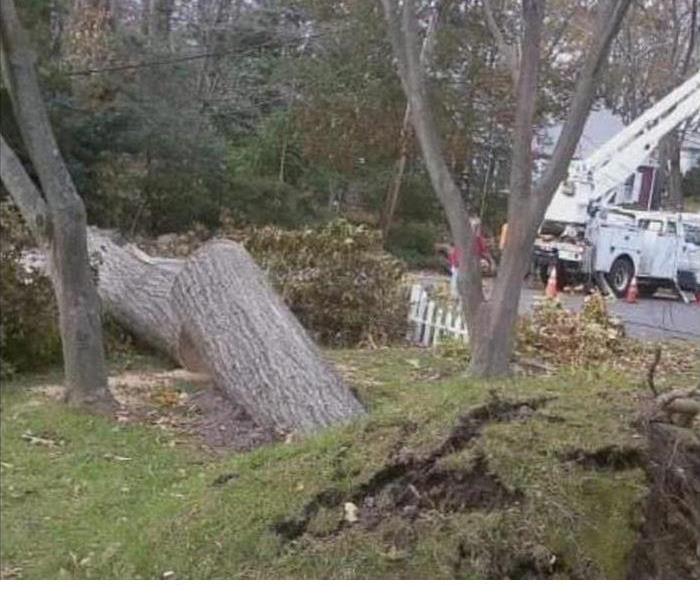 High Wind Storms Cause Fallen Tree